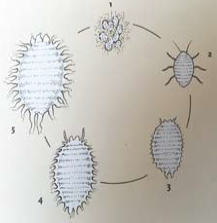 Mealybugs4