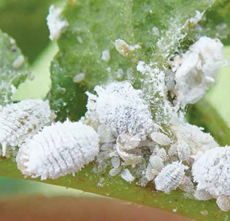 mealybug 2024 1