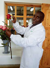 Chui Farm Post Harvest Staff measuring the head size after harvest