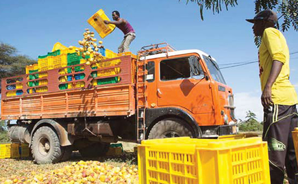 Fruits go to waste