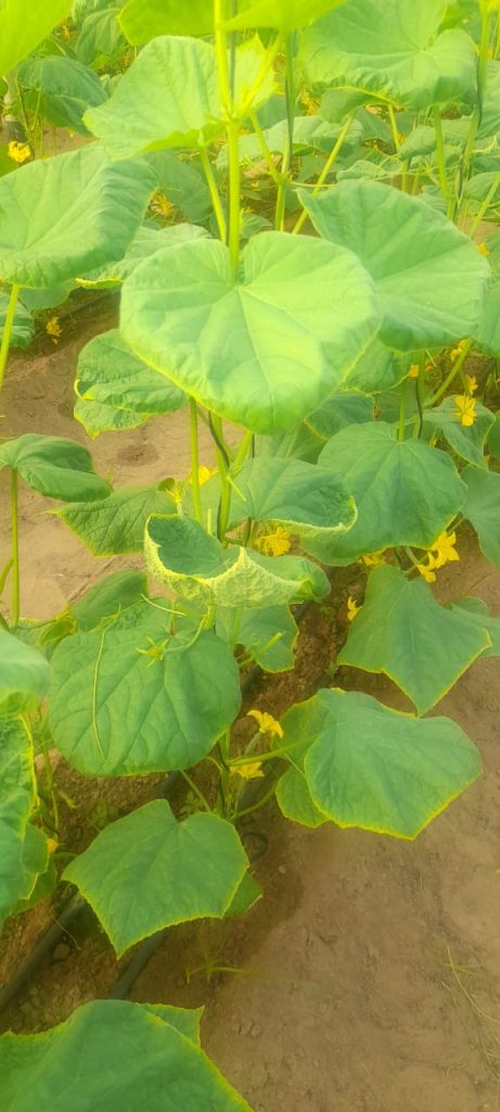 Understanding and Managing Leaf Curl in Cucumber Plants