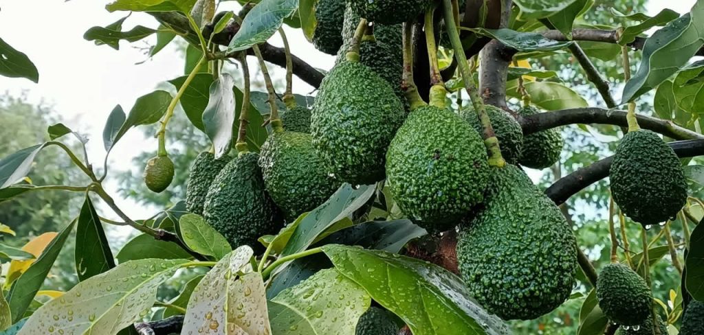 Indian Market Welcomes Kenyan Avocados, Enhancing Trade Relations