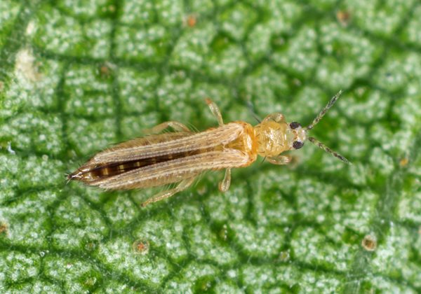 Effective Strategies for Managing Thrips in Ornamental Crop Production