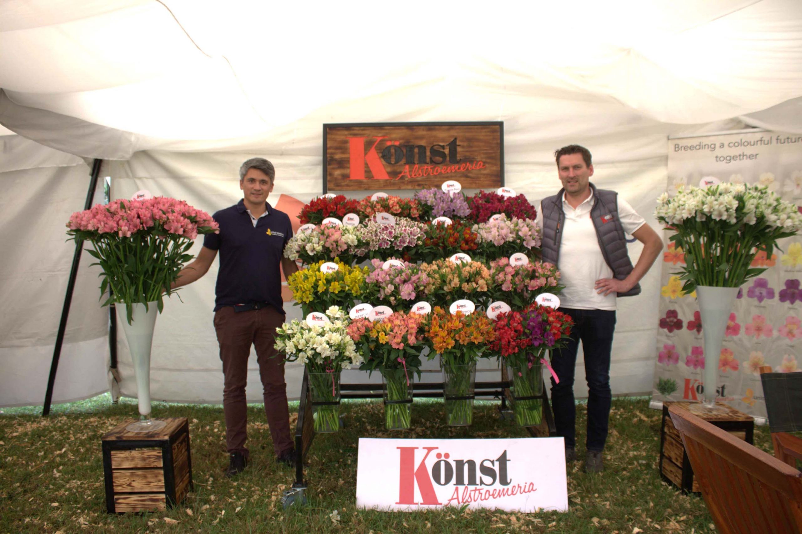 Alstroemeria Adds Colour and Charm to Global Floriculture