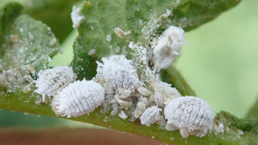 Mealybugs: Early Intervention is Key to Avoid a Costly Infestation