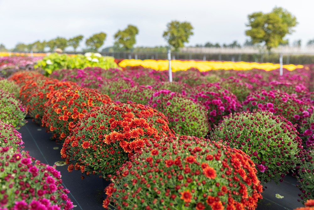 Milestone Towards 100% Certified Sustainable Floriculture 