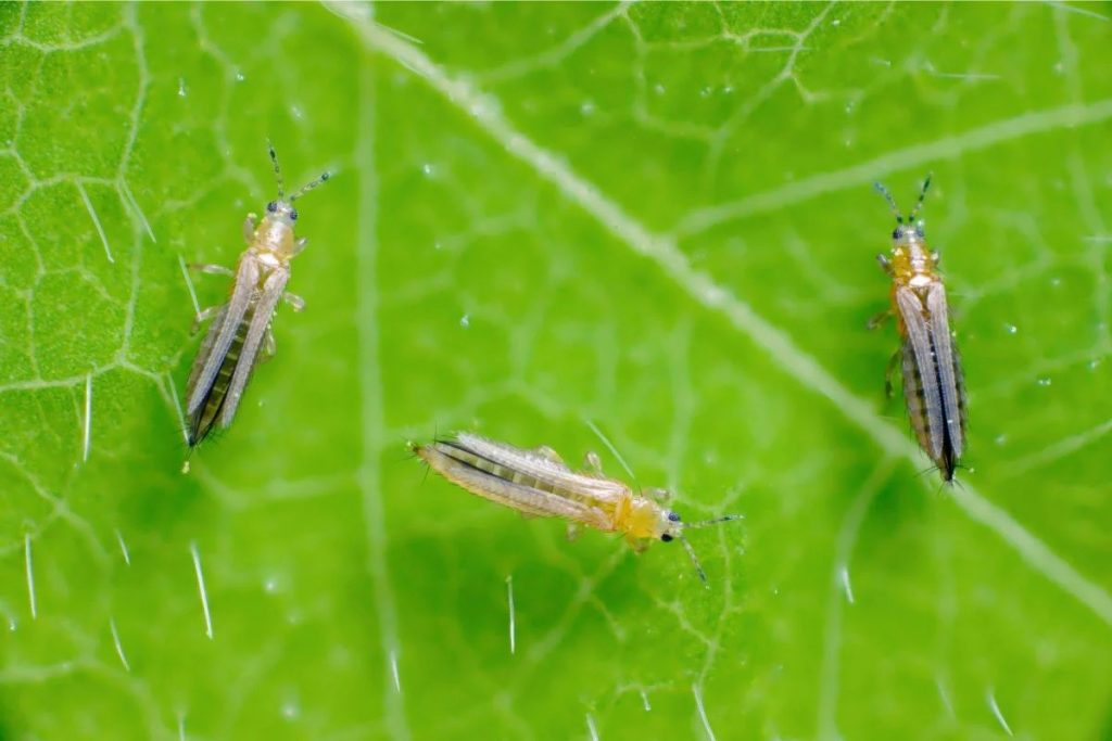 Managing Thrips in Flowers