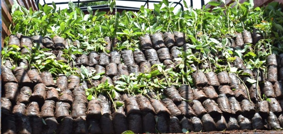 Nakuru County Distributes Avocado Seedlings to Boost Farmers’ Incomes