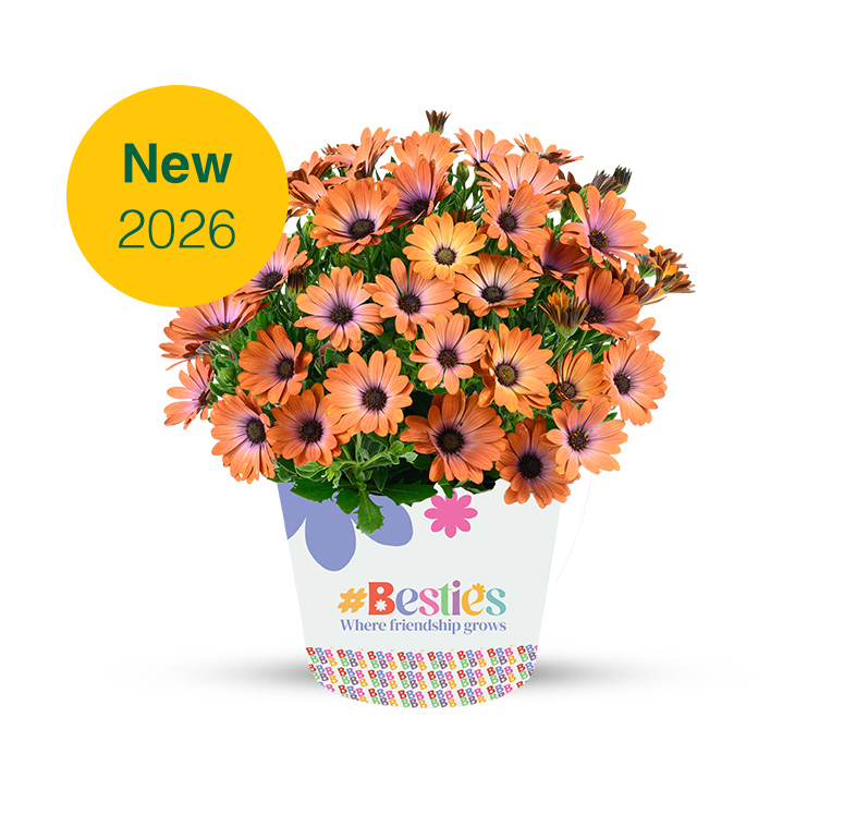 Danziger Brings New Varieties and Expert Insights to FlowerTrials 2025