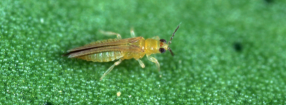 The Thrips Challenge: Why Familiar Tactics Are Failing and What Comes Next