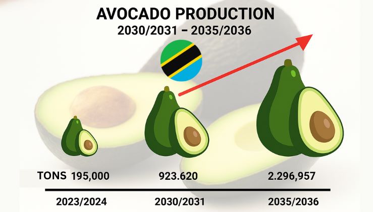 Tanzania’s Avocado Sector Expands Rapidly as Government Moves to Protect Farmers