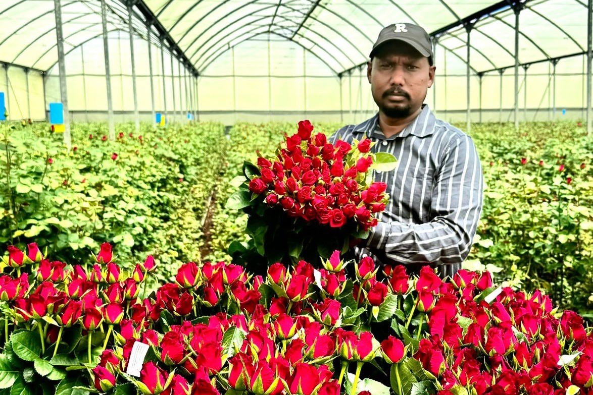 De Ruiter East Africa Ltd: Redefining Rose Breeding Through Innovation and Sustainability