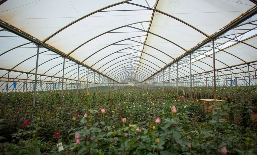 Ethylene in the Greenhouse: Symptoms, Detection & Prevention