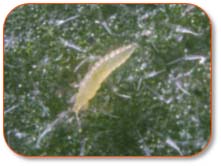 Corteva Agriscience Thrips Management Solutions