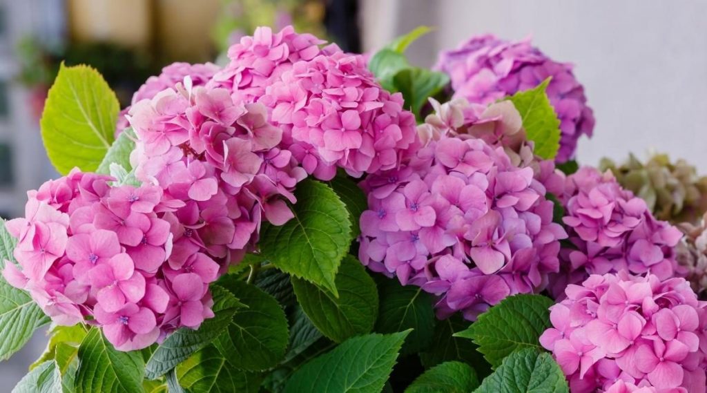 Kenya: Summer Flowers Face Their Toughest Test Yet