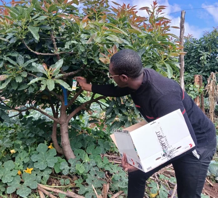 The Silent Threat to Kenya’s Avocado Industry