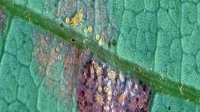 A New Threat to Kenya’s Avocado Industry