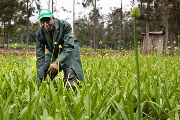 What Really Hinders Sustainability Certification for Small-Scale Flower Growers in Kenya?
