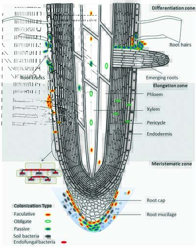 Balance Your Rhizosphere, Get More Out of Your Nutrition and Realize Higher Yields