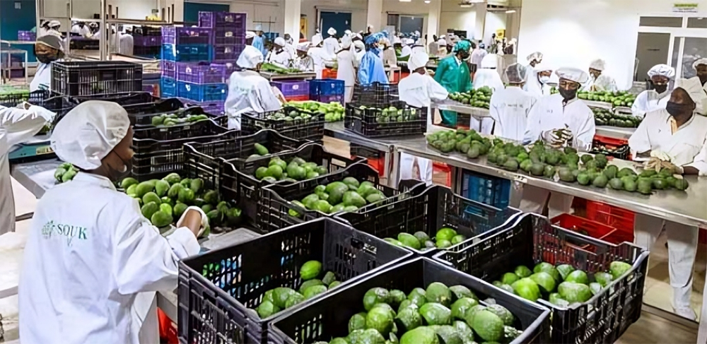 Rwandan Avocado Season Kicks Off with Remarkable Growth and Improved Logistics
