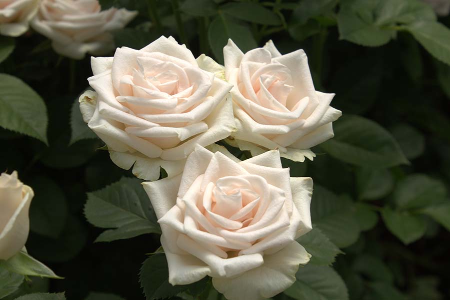 Tailored Varieties: The Future of Floriculture