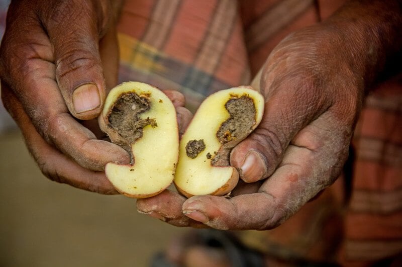 Kenya Advances Genetically Modified Potatoes to Combat Devastating Late Blight Disease