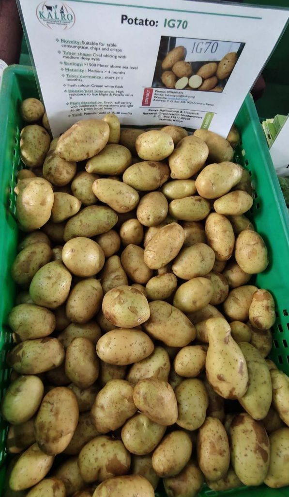 Kenyan Farmers Set to Benefit from New Disease-Resistant, High-Yield Potato Variety