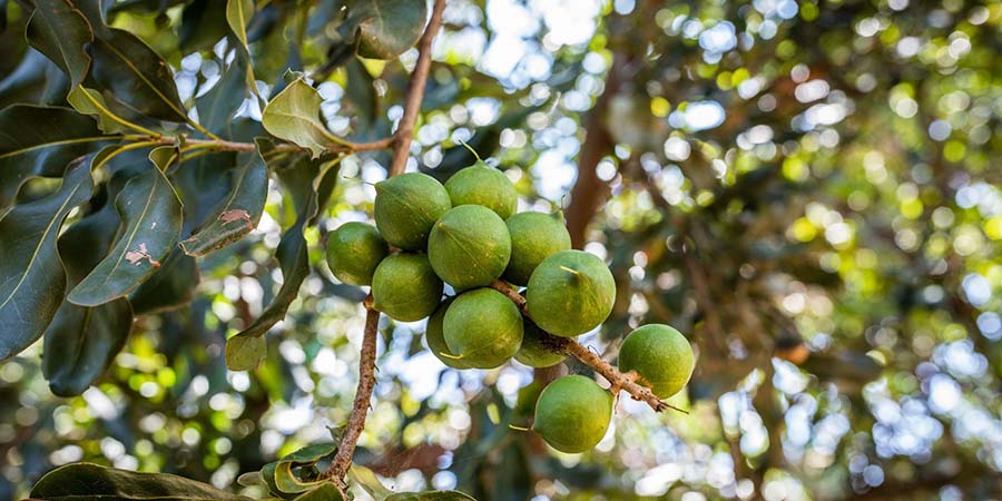 Kenya Loses Ksh.2.88 Billion of Macadamia Harvest to Pests as CS Kagwe Sounds Alarm
