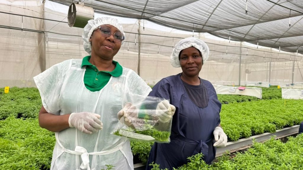 Kenya Breaks New Ground with EU Export of Petunia and Calibrachoa Plants