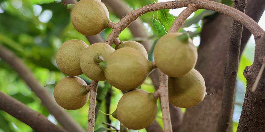AFA Directs Macadamia Exporters to Declare Pre-December Stocks Ahead of Seasonal Closure