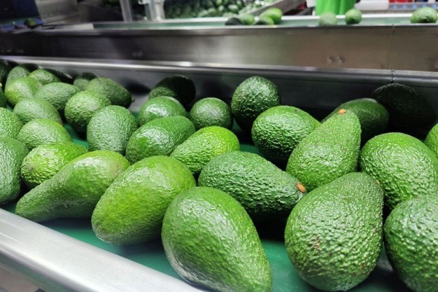 Kenyan Green-Skin Avocados Gain Momentum on Export Markets