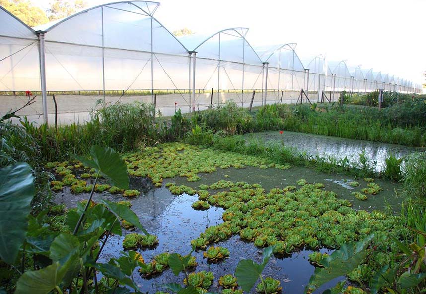 Tambuzi Leads the Way in Sustainable Water Management