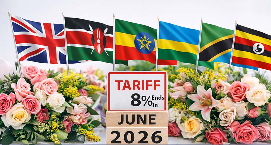 KENYA: UK’s 8% Cut Flower Tariff Suspension Ends in June 2026