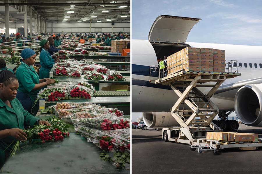 Valentine’s Day 2026: Kenya’s Flower Industry Faces Its Most Critical Week