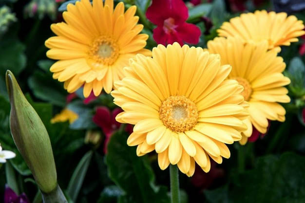 CRISPR Breakthrough Signals New Era in Gerbera Disease Resistance