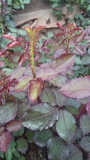 Aphid Management in Roses